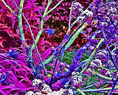 Unnaturally coloured image of garden vegetation