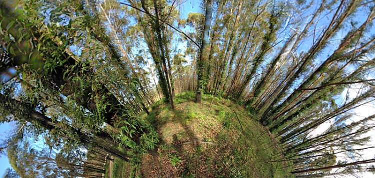 Panoramic fish-eye lens image, mostly tree trunks