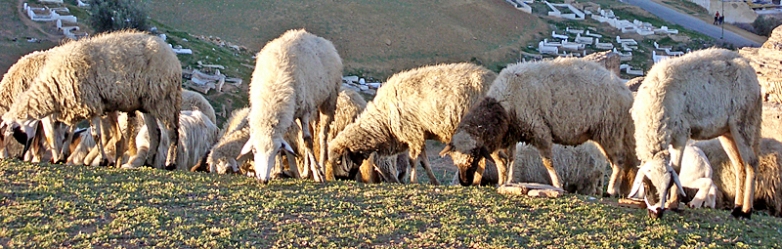 SheepFez